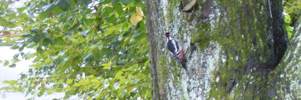 Die Kirchengärten sind Biotope