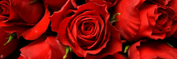 rosen
